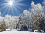 Los rayos del sol iluminan los árboles nevados