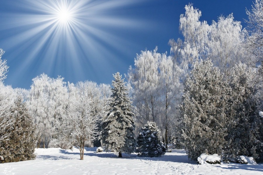 Los rayos del sol iluminan los árboles nevados