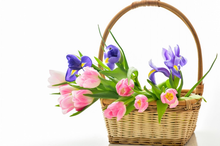 Tulipanes en un cesta