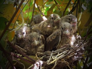 Pequeños polluelos en su nido