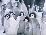 Pingüinos del Ártico
