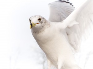 Hermosa paloma blanca