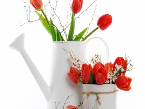 Postal: Tulipanes de color rojo en recipientes
