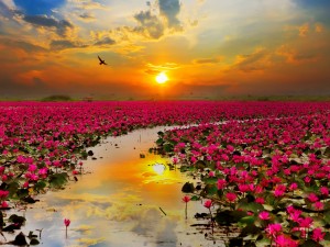 Puesta del sol sobre un lago lleno de flores de loto