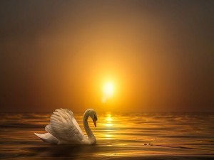Cisne blanco sobre la puesta de sol