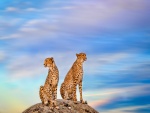 Pareja de guepardos sobre una roca